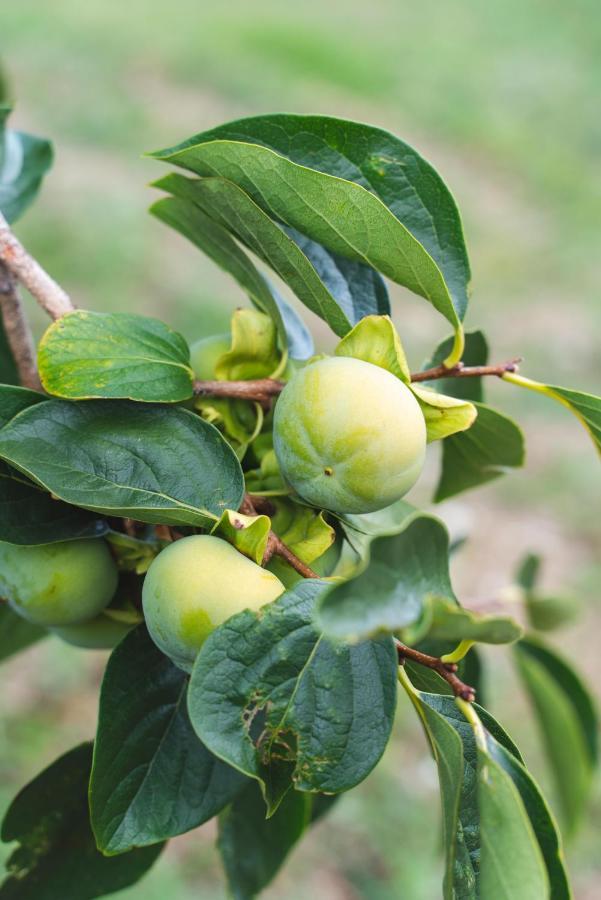Agriturismo Le Fonti بونتاسيفي المظهر الخارجي الصورة